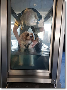 Cherrytree Canine  Hydrotherapy Kent -  Gallery 4